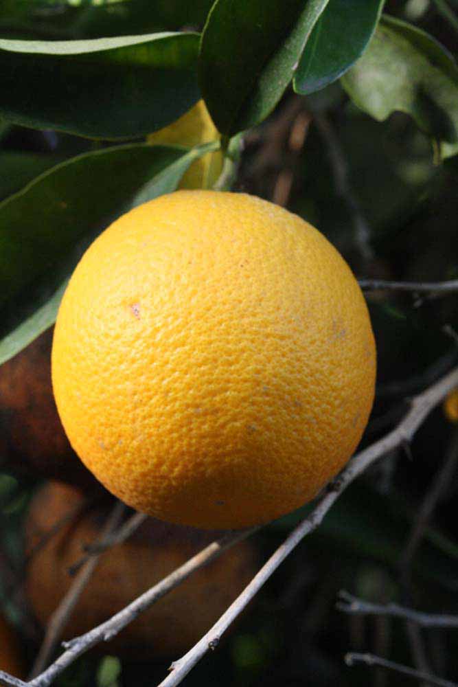            Fruit (Riverside, CA)   